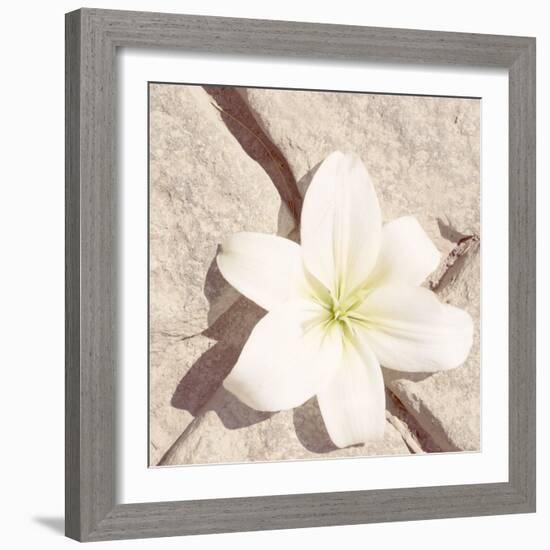 Stone Blossom IV-Jason Johnson-Framed Photographic Print