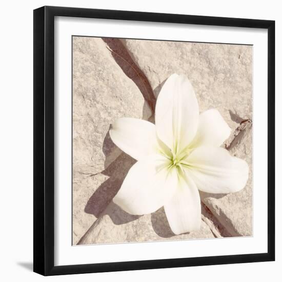 Stone Blossom IV-Jason Johnson-Framed Photographic Print
