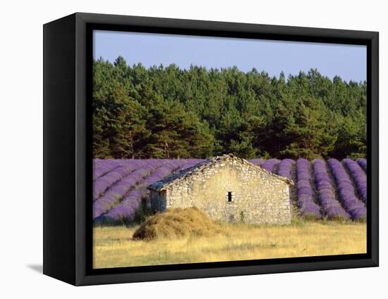 Stone Building in Lavender Field, Plateau De Sault, Haute Provence, Provence, France, Europe-Guy Thouvenin-Framed Premier Image Canvas