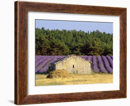 Stone Building in Lavender Field, Plateau De Sault, Haute Provence, Provence, France, Europe-Guy Thouvenin-Framed Photographic Print