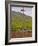 Stone Cross Marking the Grand Cru Vineyards, Romanee Conti and Richebourg, Vosne, Bourgogne, France-Per Karlsson-Framed Photographic Print