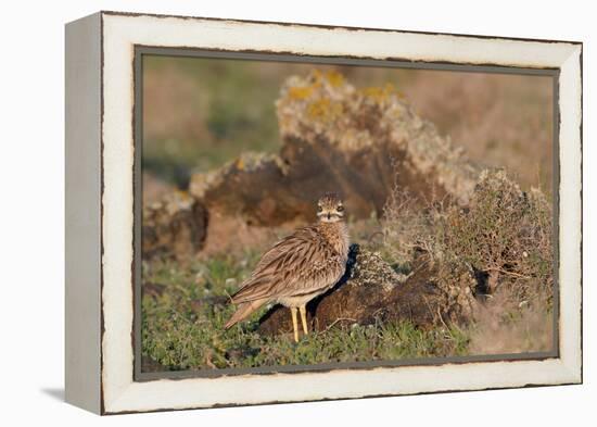 Stone curlew standing among volcanic rocks, Lanzarote-Nick Upton-Framed Premier Image Canvas