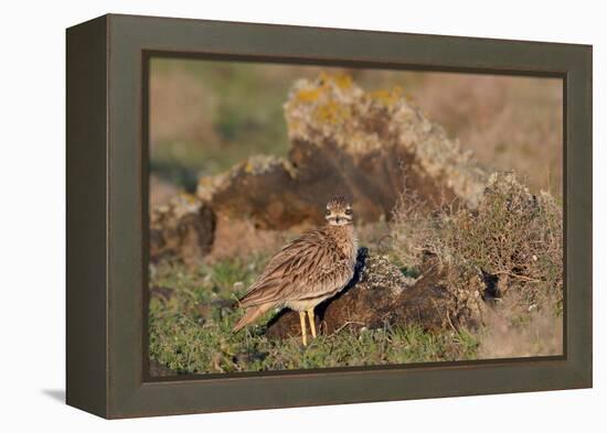 Stone curlew standing among volcanic rocks, Lanzarote-Nick Upton-Framed Premier Image Canvas