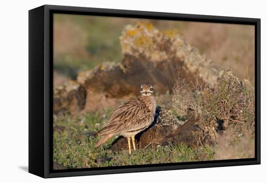 Stone curlew standing among volcanic rocks, Lanzarote-Nick Upton-Framed Premier Image Canvas