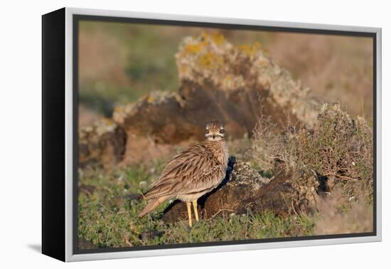 Stone curlew standing among volcanic rocks, Lanzarote-Nick Upton-Framed Premier Image Canvas