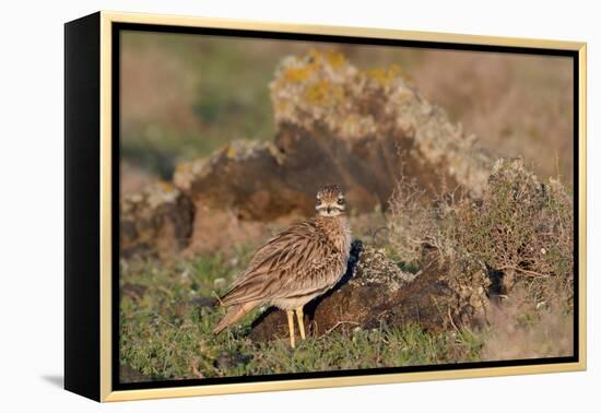 Stone curlew standing among volcanic rocks, Lanzarote-Nick Upton-Framed Premier Image Canvas