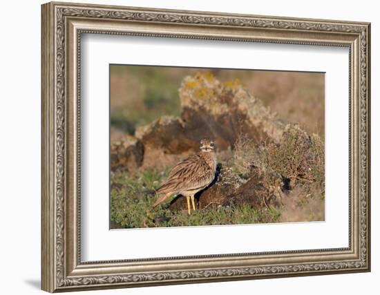 Stone curlew standing among volcanic rocks, Lanzarote-Nick Upton-Framed Photographic Print