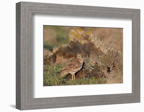 Stone curlew standing among volcanic rocks, Lanzarote-Nick Upton-Framed Photographic Print
