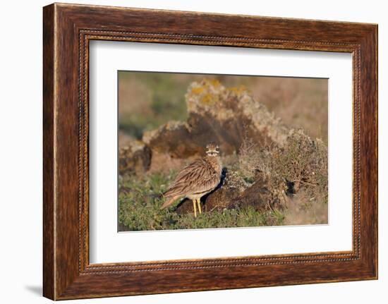 Stone curlew standing among volcanic rocks, Lanzarote-Nick Upton-Framed Photographic Print