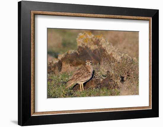 Stone curlew standing among volcanic rocks, Lanzarote-Nick Upton-Framed Photographic Print