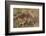 Stone curlew standing among volcanic rocks, Lanzarote-Nick Upton-Framed Photographic Print