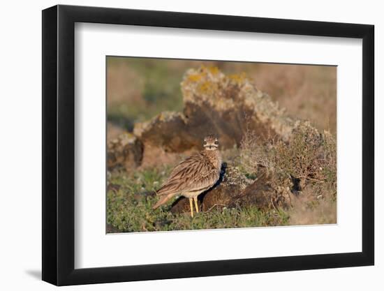 Stone curlew standing among volcanic rocks, Lanzarote-Nick Upton-Framed Photographic Print