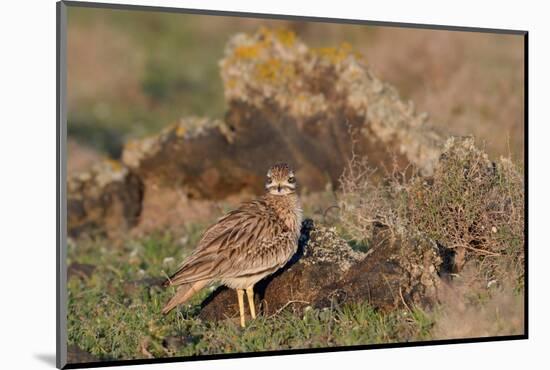 Stone curlew standing among volcanic rocks, Lanzarote-Nick Upton-Mounted Photographic Print