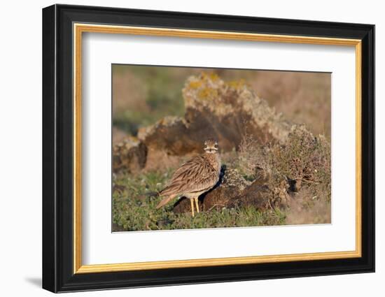 Stone curlew standing among volcanic rocks, Lanzarote-Nick Upton-Framed Photographic Print
