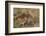 Stone curlew standing among volcanic rocks, Lanzarote-Nick Upton-Framed Photographic Print