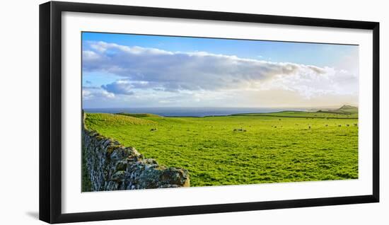 Stone fence along pasture with Sheep grazing, Moray Firth near Brora, Scotland-Panoramic Images-Framed Premium Photographic Print