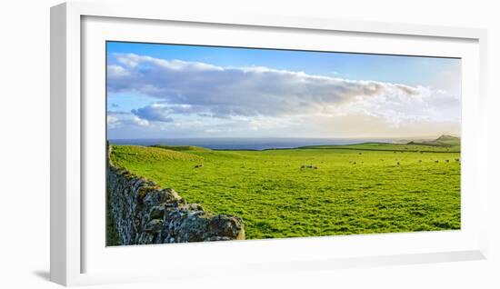 Stone fence along pasture with Sheep grazing, Moray Firth near Brora, Scotland-Panoramic Images-Framed Premium Photographic Print