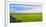 Stone fence along pasture with Sheep grazing, Moray Firth near Brora, Scotland-Panoramic Images-Framed Premium Photographic Print