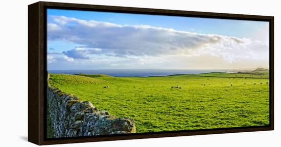 Stone fence along pasture with Sheep grazing, Moray Firth near Brora, Scotland-Panoramic Images-Framed Premier Image Canvas