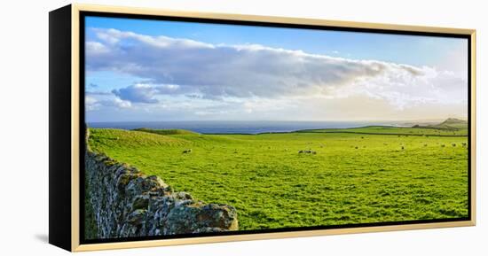 Stone fence along pasture with Sheep grazing, Moray Firth near Brora, Scotland-Panoramic Images-Framed Premier Image Canvas