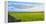 Stone fence along pasture with Sheep grazing, Moray Firth near Brora, Scotland-Panoramic Images-Framed Premier Image Canvas