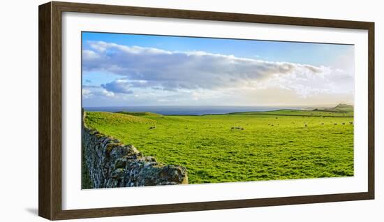 Stone fence along pasture with Sheep grazing, Moray Firth near Brora, Scotland-Panoramic Images-Framed Photographic Print