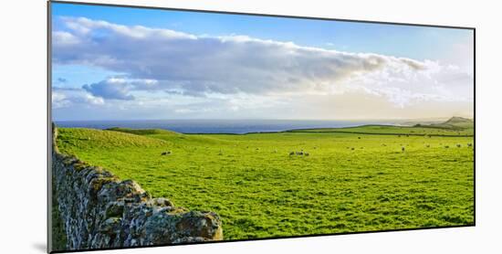 Stone fence along pasture with Sheep grazing, Moray Firth near Brora, Scotland-Panoramic Images-Mounted Photographic Print