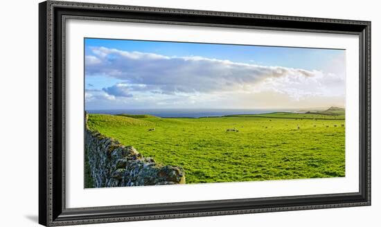 Stone fence along pasture with Sheep grazing, Moray Firth near Brora, Scotland-Panoramic Images-Framed Photographic Print