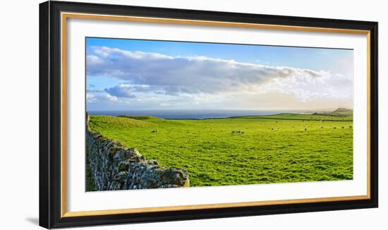 Stone fence along pasture with Sheep grazing, Moray Firth near Brora, Scotland-Panoramic Images-Framed Photographic Print