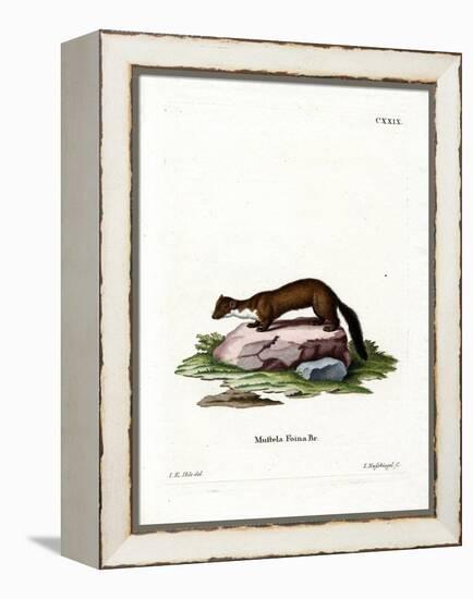 Stone Marten-null-Framed Premier Image Canvas