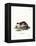 Stone Marten-null-Framed Premier Image Canvas