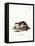 Stone Marten-null-Framed Premier Image Canvas