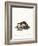 Stone Marten-null-Framed Giclee Print