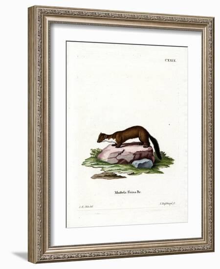 Stone Marten-null-Framed Giclee Print