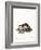 Stone Marten-null-Framed Giclee Print