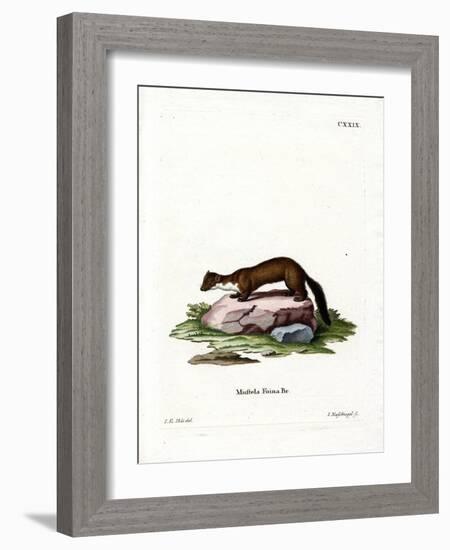 Stone Marten-null-Framed Giclee Print