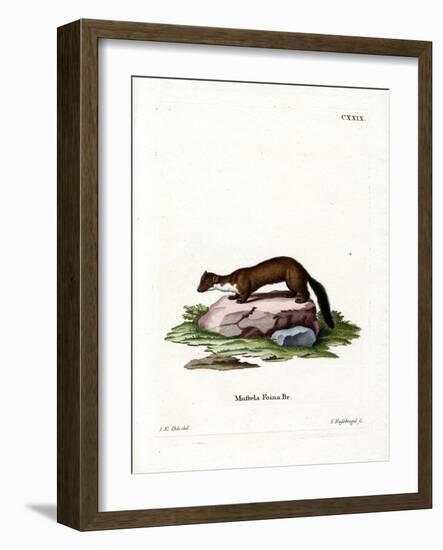 Stone Marten-null-Framed Giclee Print