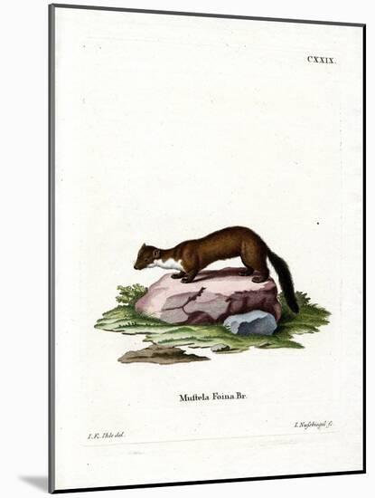 Stone Marten-null-Mounted Giclee Print