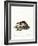 Stone Marten-null-Framed Giclee Print