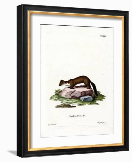 Stone Marten-null-Framed Giclee Print