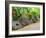 Stone Money Bank, Yap, Micronesia, Pacific-Nico Tondini-Framed Photographic Print