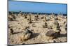 Stone Set Up on Shore, Aruba, ABC Islands, Netherlands Antilles, Caribbean, Central America-Michael Runkel-Mounted Photographic Print