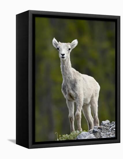 Stone Sheep (Ovis Dalli Stonei) Lamb, Muncho Lake Provincial Park, British Columbia, Canada-James Hager-Framed Premier Image Canvas