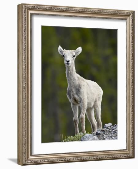 Stone Sheep (Ovis Dalli Stonei) Lamb, Muncho Lake Provincial Park, British Columbia, Canada-James Hager-Framed Photographic Print