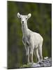 Stone Sheep (Ovis Dalli Stonei) Lamb, Muncho Lake Provincial Park, British Columbia, Canada-James Hager-Mounted Photographic Print