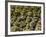 Stone Statues in Otagi Nebutsuji Temple in Kyoto-Rudy Sulgan-Framed Photographic Print