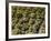 Stone Statues in Otagi Nebutsuji Temple in Kyoto-Rudy Sulgan-Framed Photographic Print