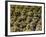 Stone Statues in Otagi Nebutsuji Temple in Kyoto-Rudy Sulgan-Framed Photographic Print