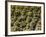 Stone Statues in Otagi Nebutsuji Temple in Kyoto-Rudy Sulgan-Framed Photographic Print