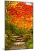 Stone Steps in a Forest in Autumn, Washington State, USA-null-Mounted Photographic Print